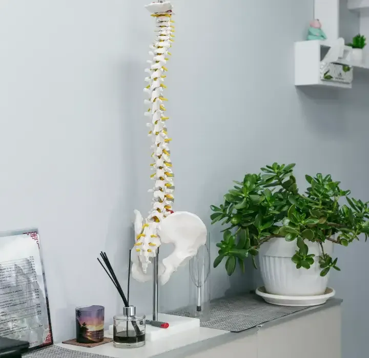 An anatomical spine and pelvis model on a shelf in the clinic