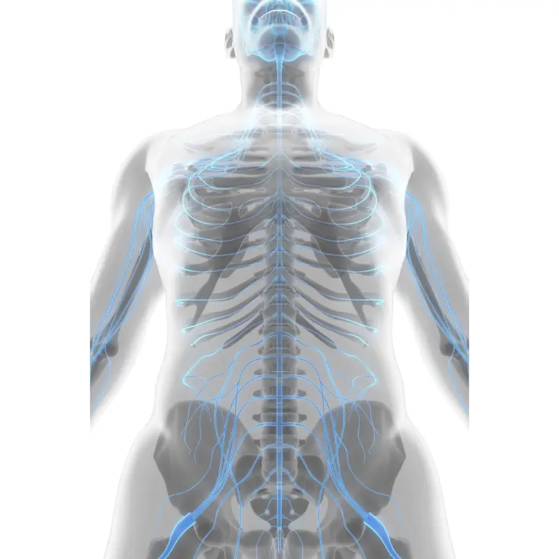 Chiropractor Melbourne – Nervous System and Spine Connection